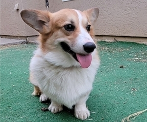 Father of the Pembroke Welsh Corgi puppies born on 03/31/2021