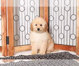 Goldendoodle (Miniature) Puppy for sale in NAPLES, FL, USA