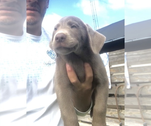 Medium Photo #4 Labrador Retriever Puppy For Sale in OCALA, FL, USA