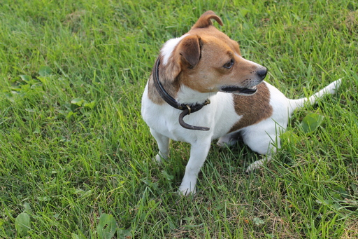 Medium Photo #1 Jack Russell Terrier-Unknown Mix Puppy For Sale in WOODWARD, PA, USA