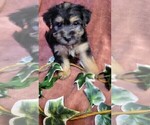 Small #5 Yorkshire Terrier