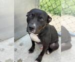 Small #3 American Pit Bull Terrier Mix