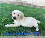 Small #3 Labrador Retriever