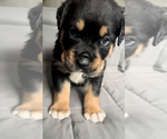 Small Photo #5 Rottweiler Puppy For Sale in NORTON, OH, USA