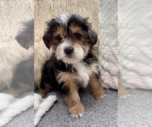 YorkiePoo Puppy for sale in FAIR HAVEN, MI, USA