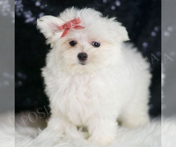 Medium Photo #5 Maltese Puppy For Sale in WARSAW, IN, USA
