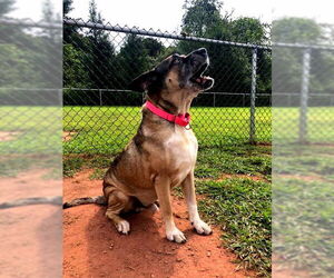 Akita-Unknown Mix Dogs for adoption in Hewitt, NJ, USA