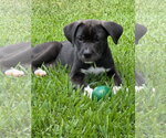 Small Mutt