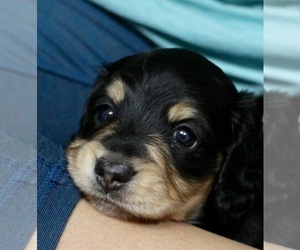 Dachshund Puppy for sale in JOSHUA, TX, USA