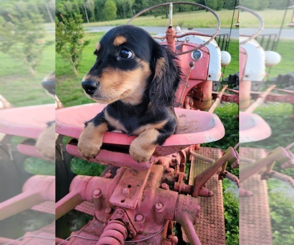 Medium Photo #5 Dachshund Puppy For Sale in FAYETTEVILLE, TN, USA