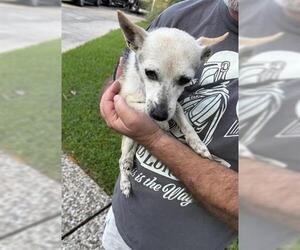 Chihuahua Dogs for adoption in Houston, TX, USA