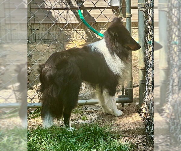 Medium Photo #3 Mutt Puppy For Sale in Wamego, KS, USA
