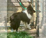 Small #2 Mutt