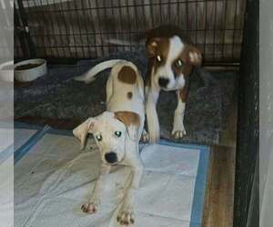 Sibbies : Yuki - Female Boxer-Unknown Mix Dog for Adoption - Photo #2