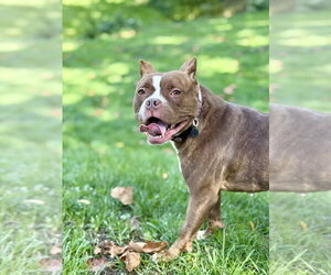 Barbie - Female American Pit Bull Terrier Dog for Adoption - Photo #19