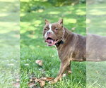Small Photo #19 American Pit Bull Terrier Puppy For Sale in Springdale, PA, USA