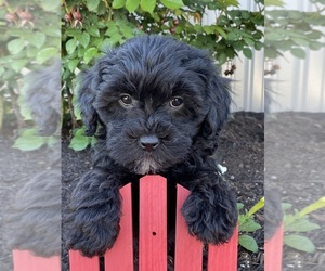 Lhasa-Poo Puppy for sale in CANOGA, NY, USA