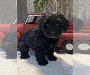Lhasa Apso-Poodle (Toy) Mix Puppy for sale in CANOGA, NY, USA