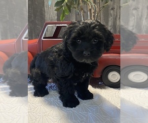 Medium Lhasa Apso-Poodle (Toy) Mix