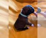 Small Photo #17 Boxer Puppy For Sale in LAUREL, DE, USA