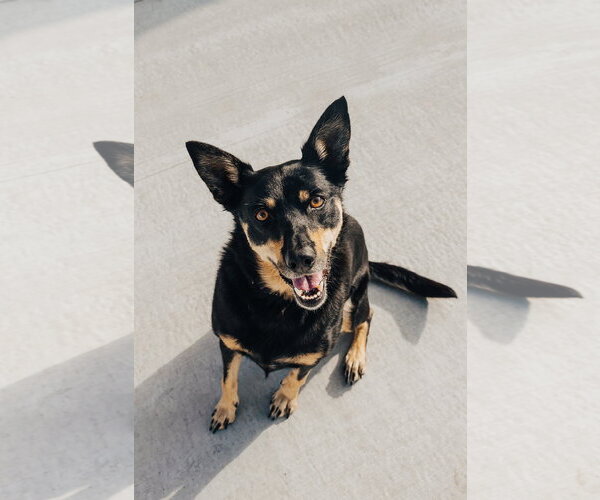 Medium Photo #1 Australian Kelpie Puppy For Sale in Lancaster, PA, USA
