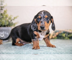 Small #2 Dachshund