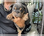 Puppy Olive Bulldog