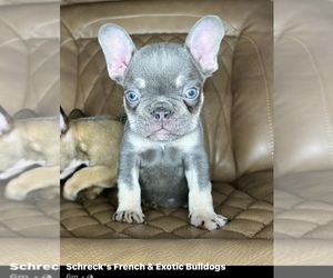 French Bulldog Litter for sale in LOWRY CITY, MO, USA
