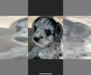 Double Doodle Puppy for sale in OCALA, FL, USA