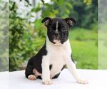 Small Photo #6 Boston Terrier Puppy For Sale in MANHEIM, PA, USA