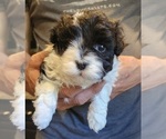 Puppy Puppy 2 Panda Havanese