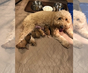 Mother of the Goldendoodle puppies born on 02/15/2021