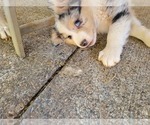 Small #3 Australian Shepherd