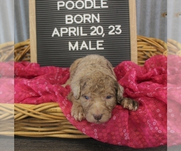 Medium Photo #9 Poodle (Standard) Puppy For Sale in NEW YORK MILLS, MN, USA