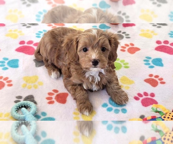 Medium Photo #4 Cavapoo (Miniature)-Poodle (Toy) Mix Puppy For Sale in ORO VALLEY, AZ, USA