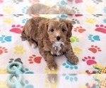 Small #3 Cavapoo (Miniature)-Poodle (Toy) Mix