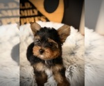Small #1 Yorkshire Terrier