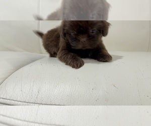 Shih Tzu Puppy for Sale in SPRING HILL, Florida USA
