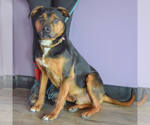 Medium Photo #2 Rotterman Puppy For Sale in Huntley, IL, USA