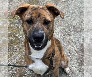 American Pit Bull Terrier-Unknown Mix Dogs for adoption in Rockaway, NJ, USA