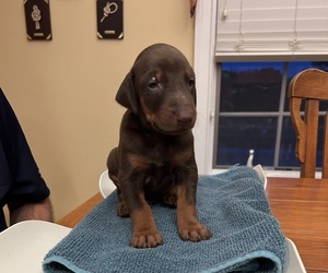 Doberman Pinscher Puppy for sale in PECK, KS, USA