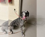 Small Great Dane
