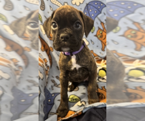 Medium Photo #1 Boxer Puppy For Sale in LANSING, MI, USA