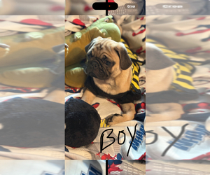 Pug Puppy for sale in FREDERICKSBURG, VA, USA