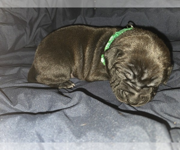 Medium Photo #14 American Pit Bull Terrier Puppy For Sale in CHARLOTTE, NC, USA