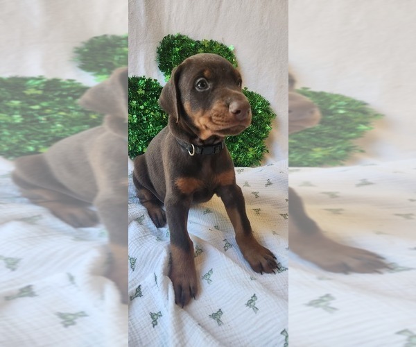 Medium Photo #4 Doberman Pinscher Puppy For Sale in RIVERSIDE, CA, USA