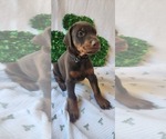 Small Photo #4 Doberman Pinscher Puppy For Sale in RIVERSIDE, CA, USA