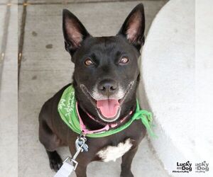 Mutt Dogs for adoption in Washington, DC, USA