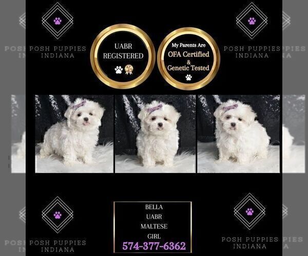 Medium Photo #2 Maltese Puppy For Sale in WARSAW, IN, USA