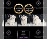 Small #1 Maltese